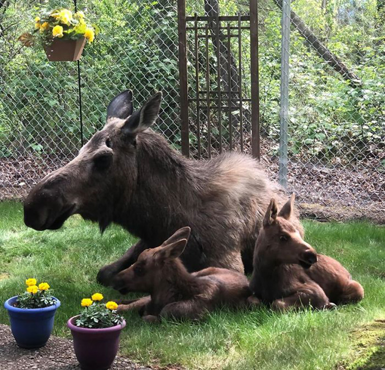 moose calves backyard