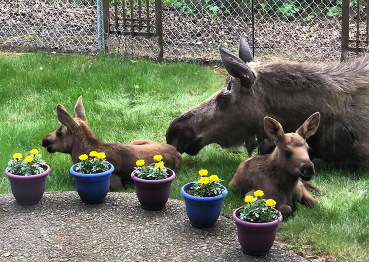  moose calves backyard