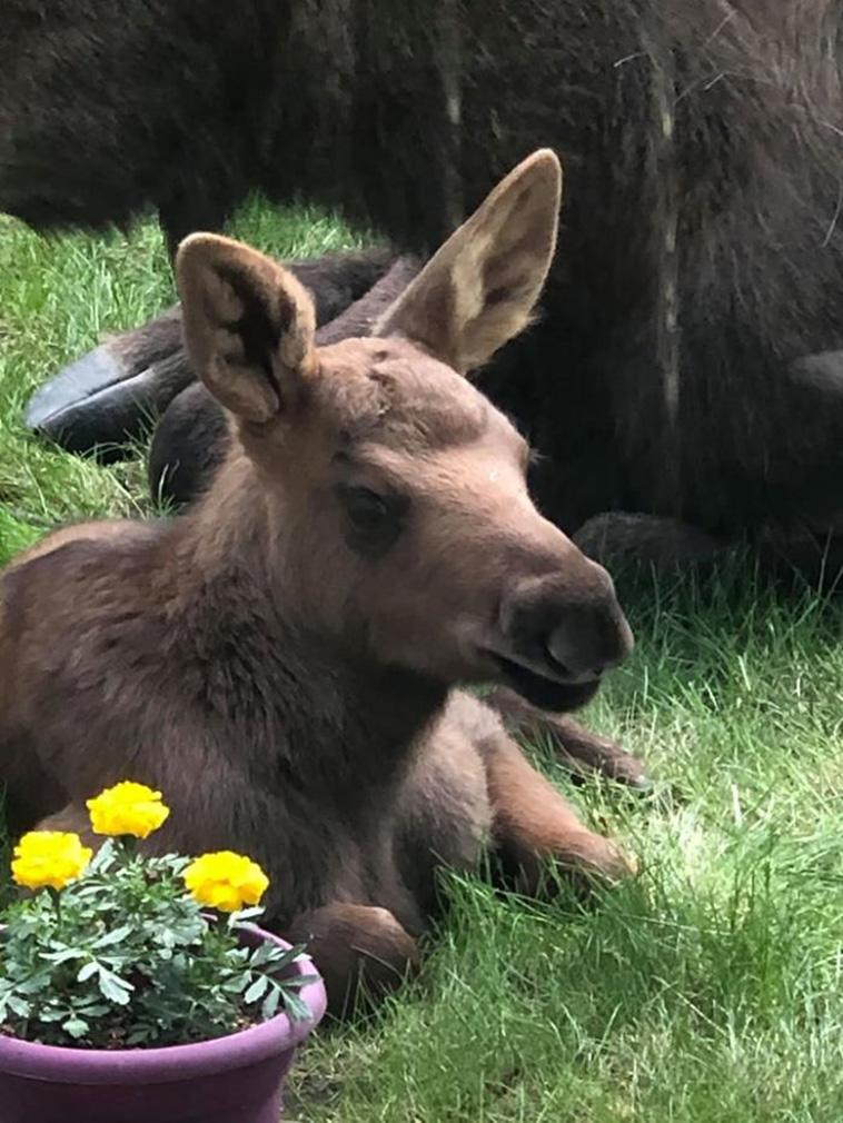  moose calves backyard