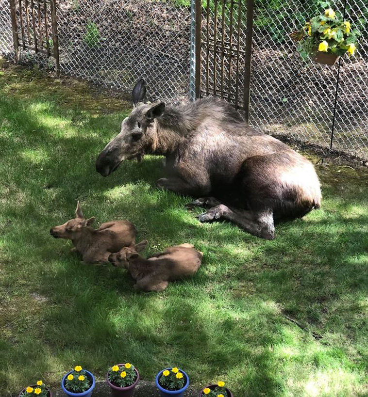  moose calves backyard