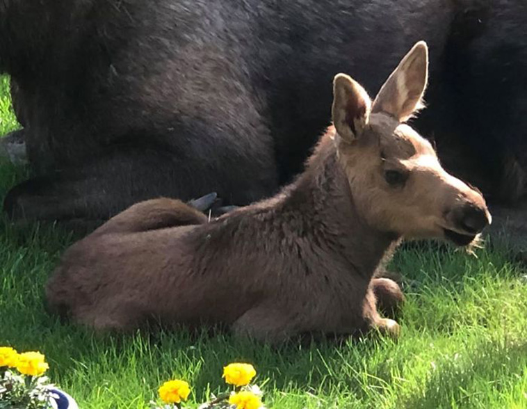  moose calves backyard
