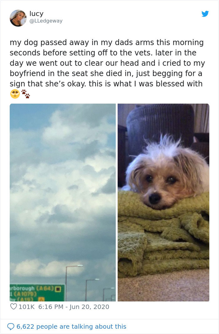 dog face in cloud