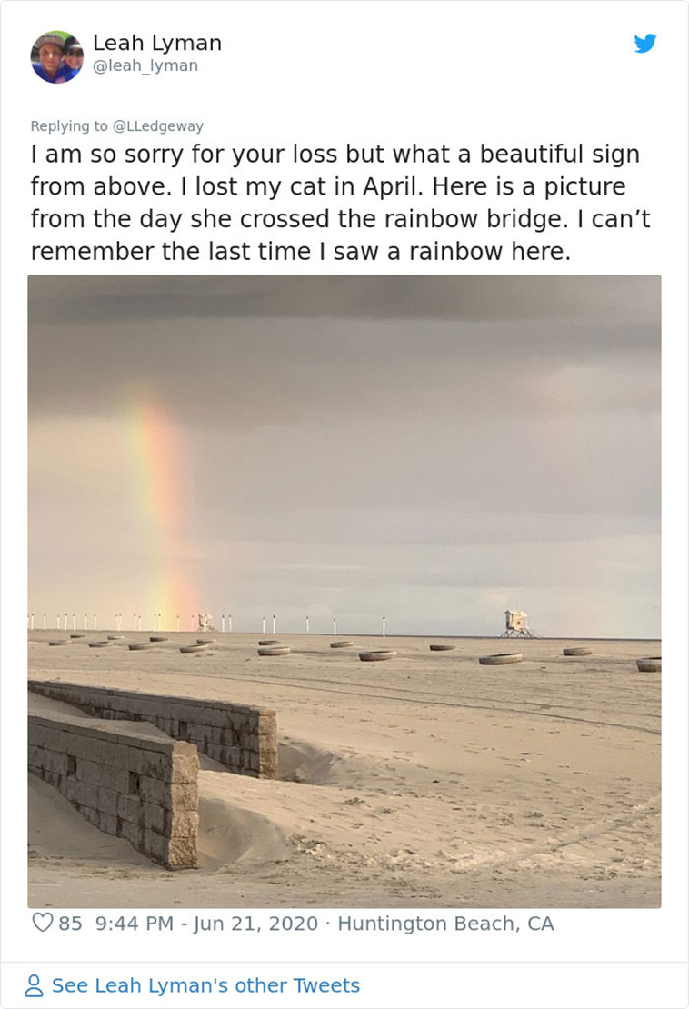 dog face in cloud