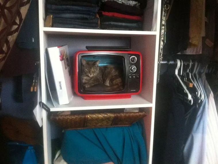 retro tv cat beds 
