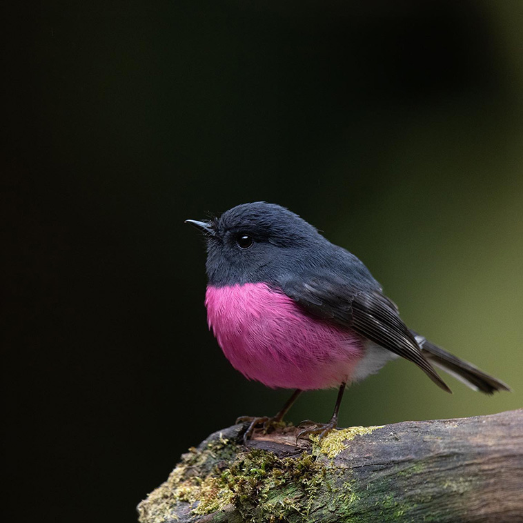 pink-robin