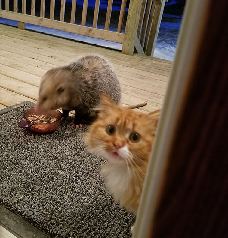 possum steal cat food