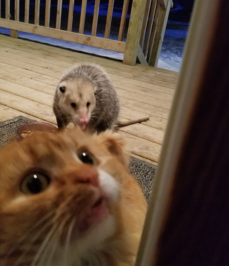 possum steal cat food