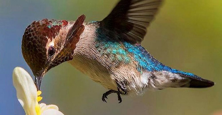 bee hummingbird