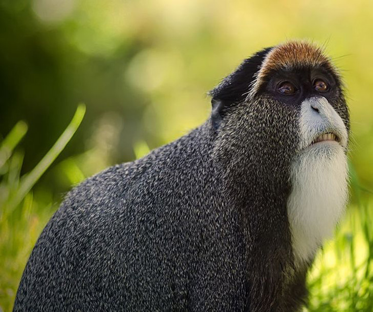 ugly animals