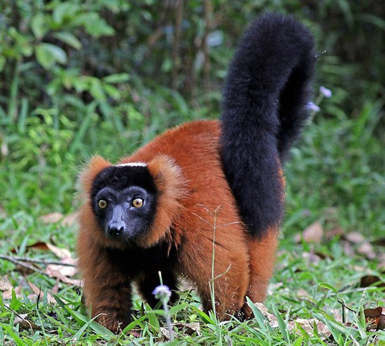 weird animals