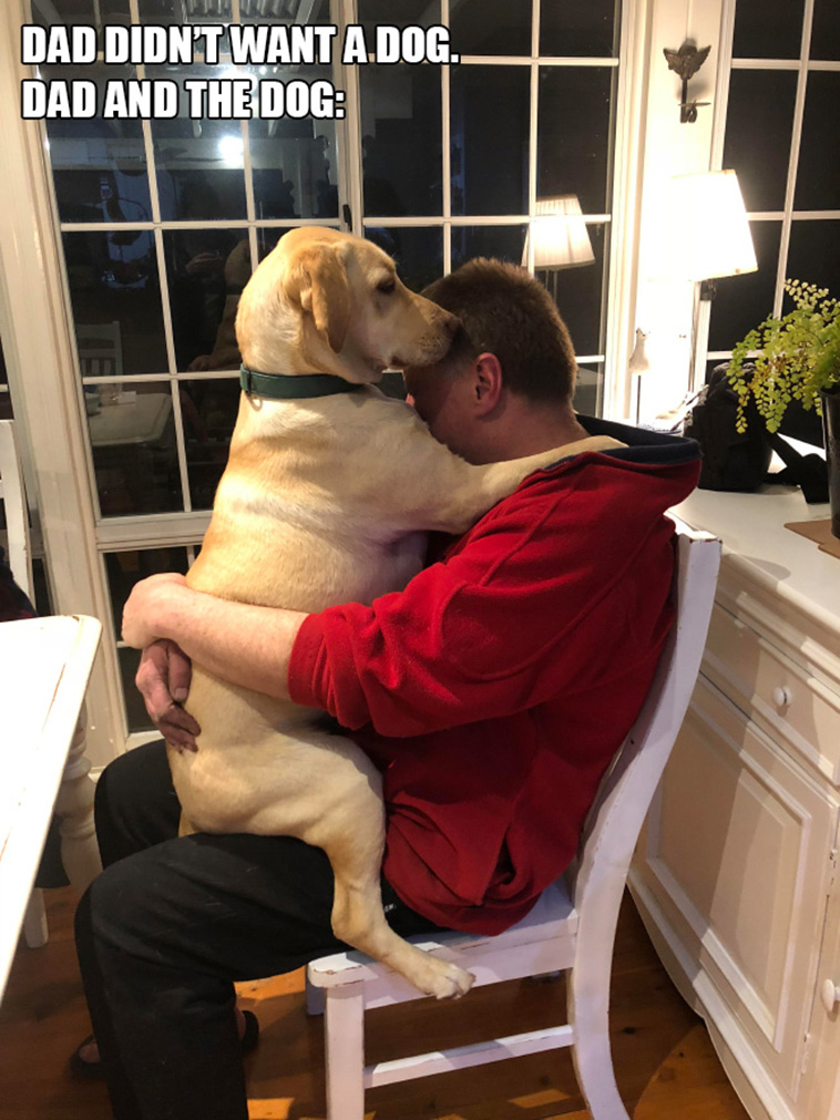 anti dog dads