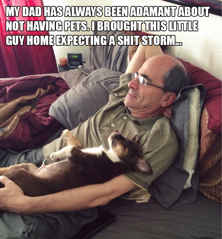 anti dog dads