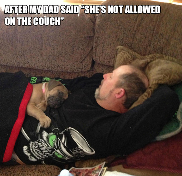 no dog dads