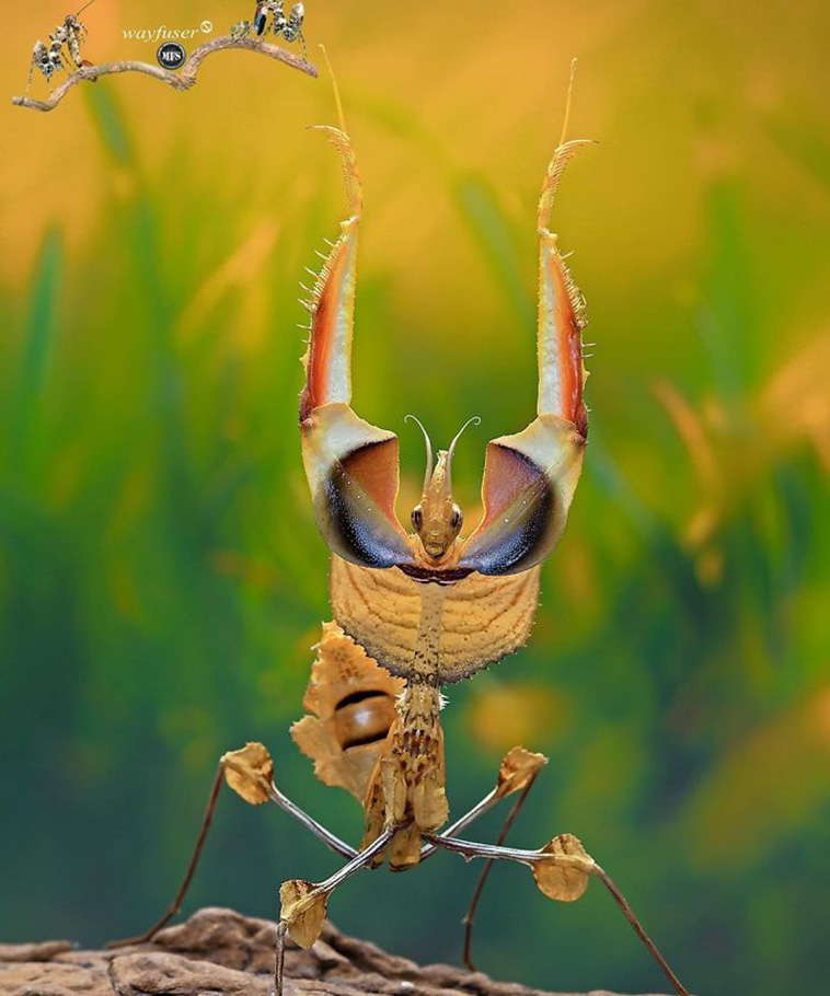 beautiful mantis photography