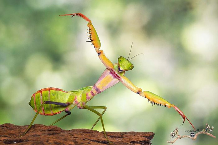 beautiful mantis photography
