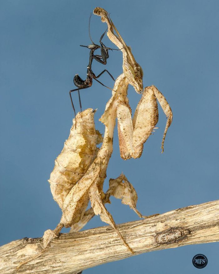 beautiful mantis photography