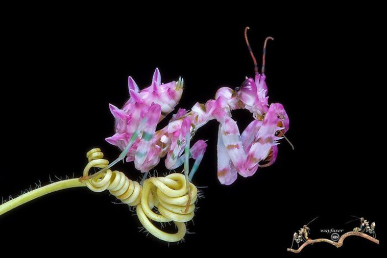 beautiful mantis photography