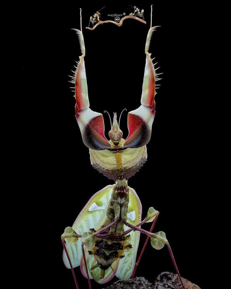 beautiful mantis photography