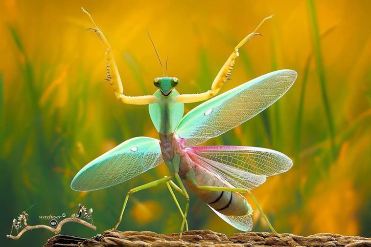 beautiful mantis photography