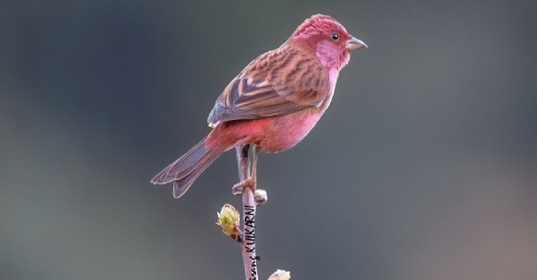 rosefinches