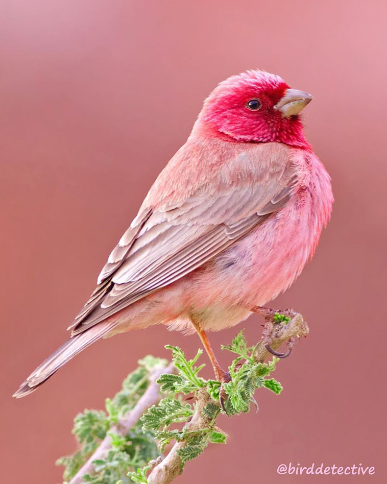  pink rosefinches