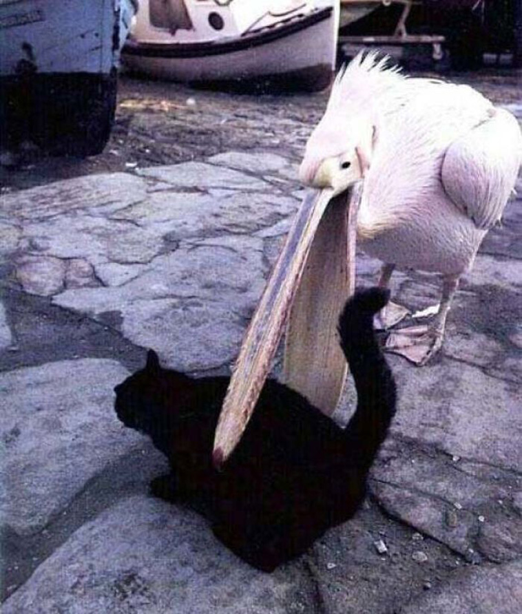 annoying birds