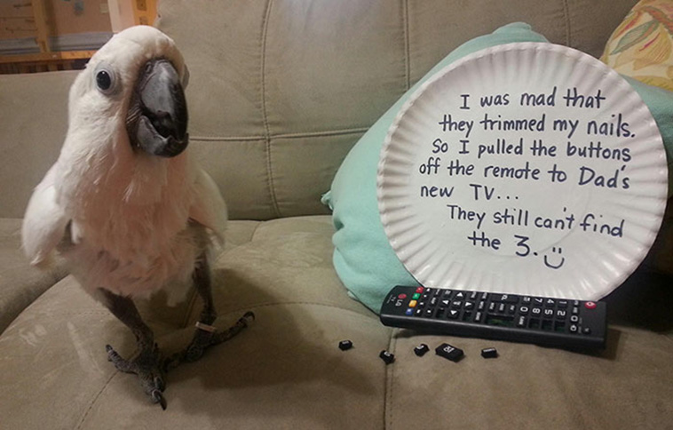 birds being jerks