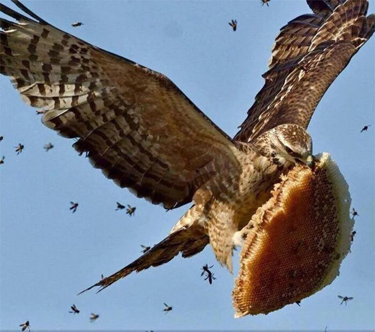 birds being jerks