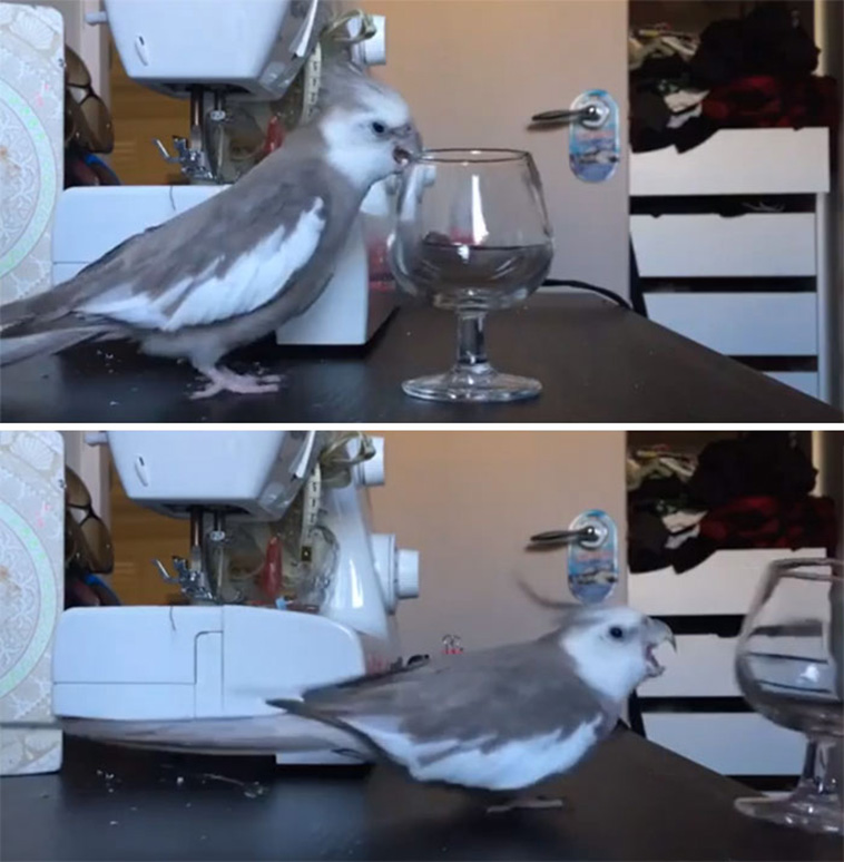 birds being jerks
