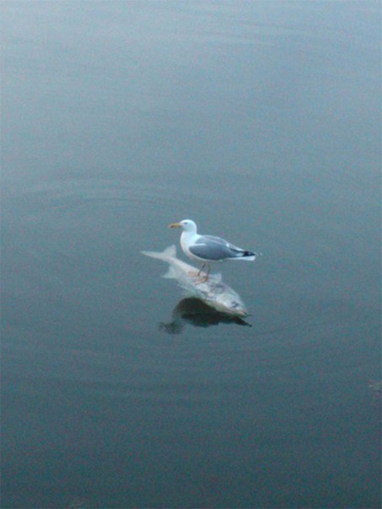 birds being jerks