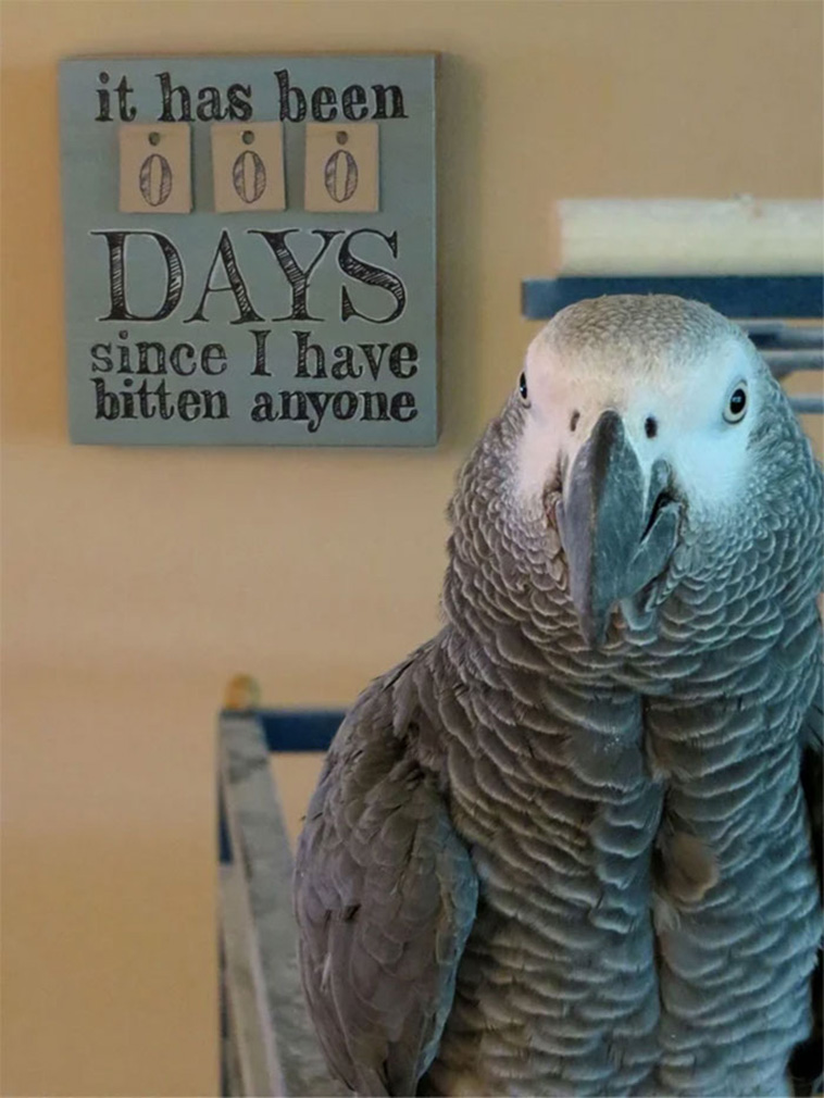 birds being jerks