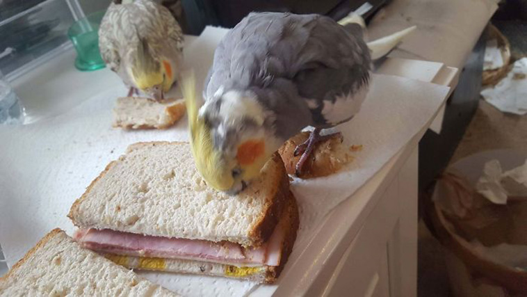 birds being jerks