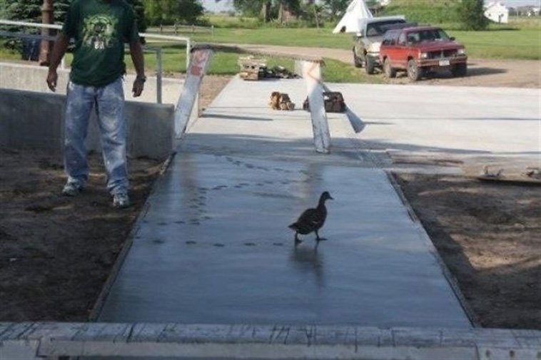 birds being jerks