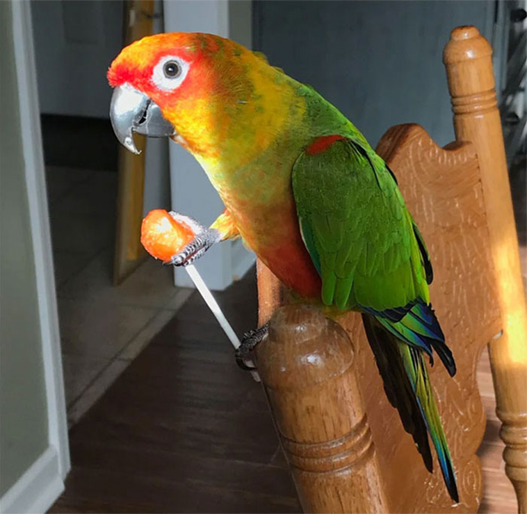 birds jerks