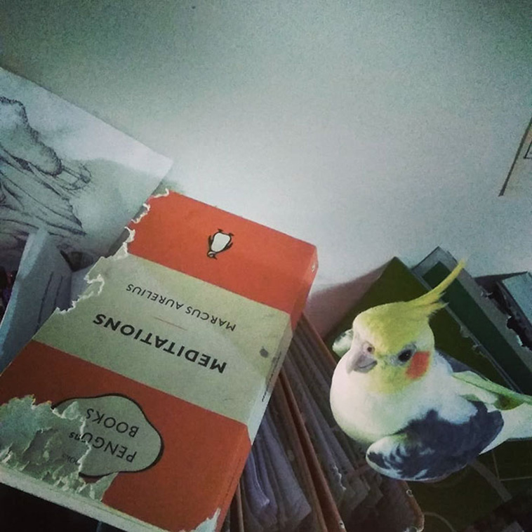 birds jerks