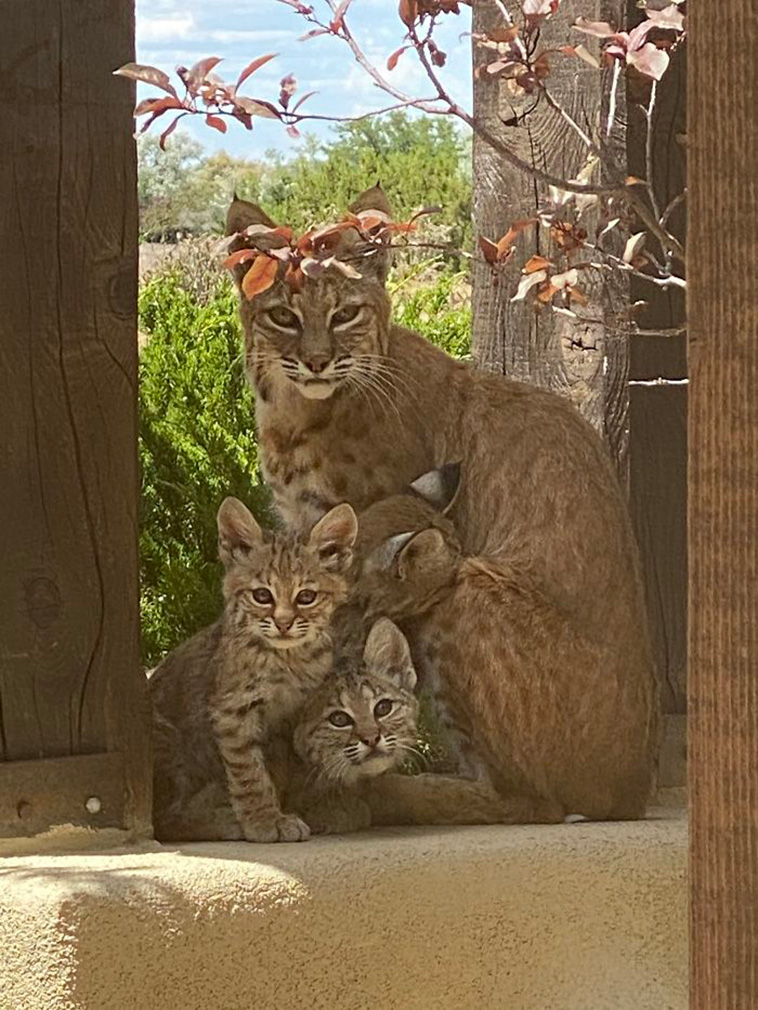 bobcat family