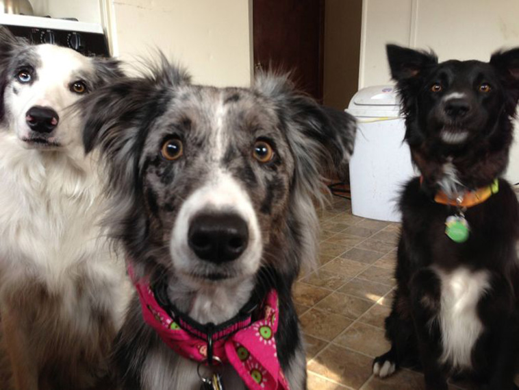 adorable dogs
