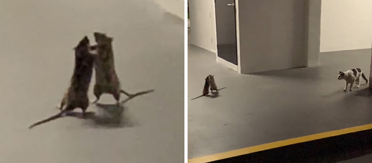 cat watching rat fight