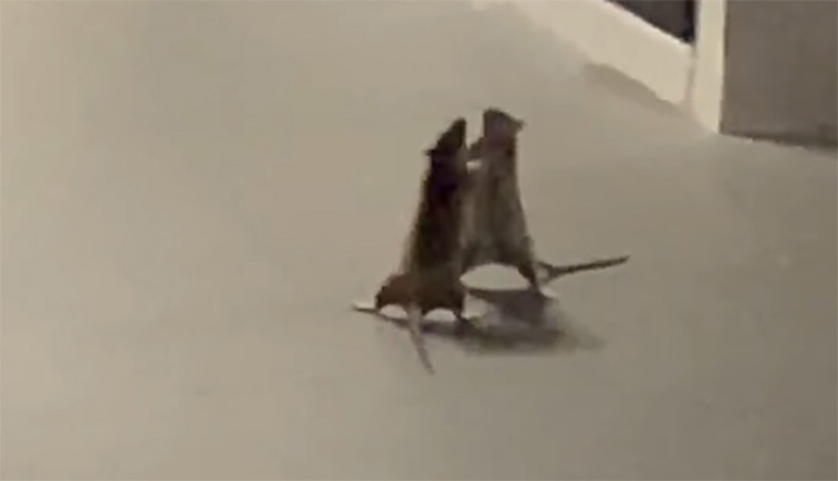 cat watching rat fight