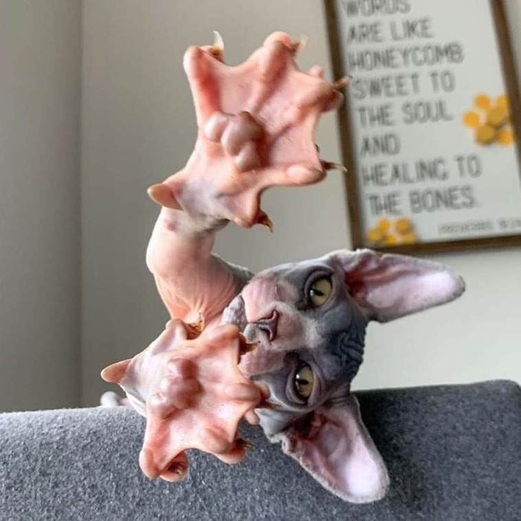 murder mittens
