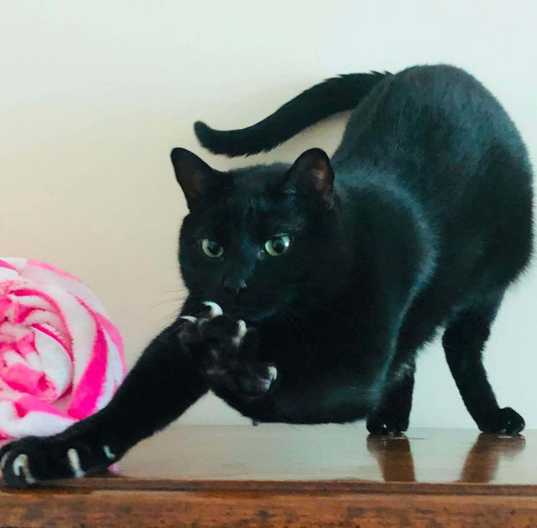 cats murder mittens