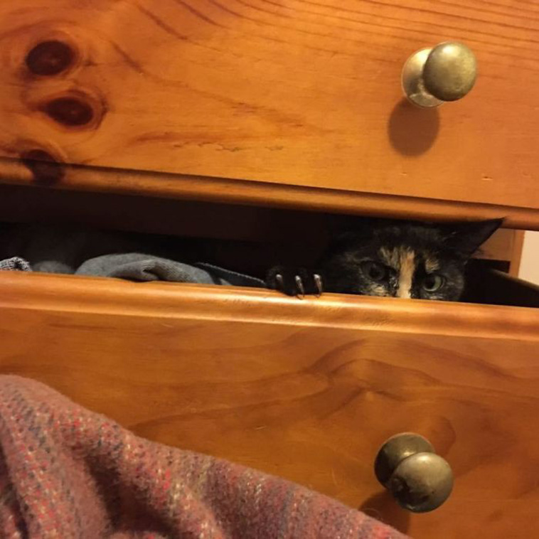 cats murder mittens