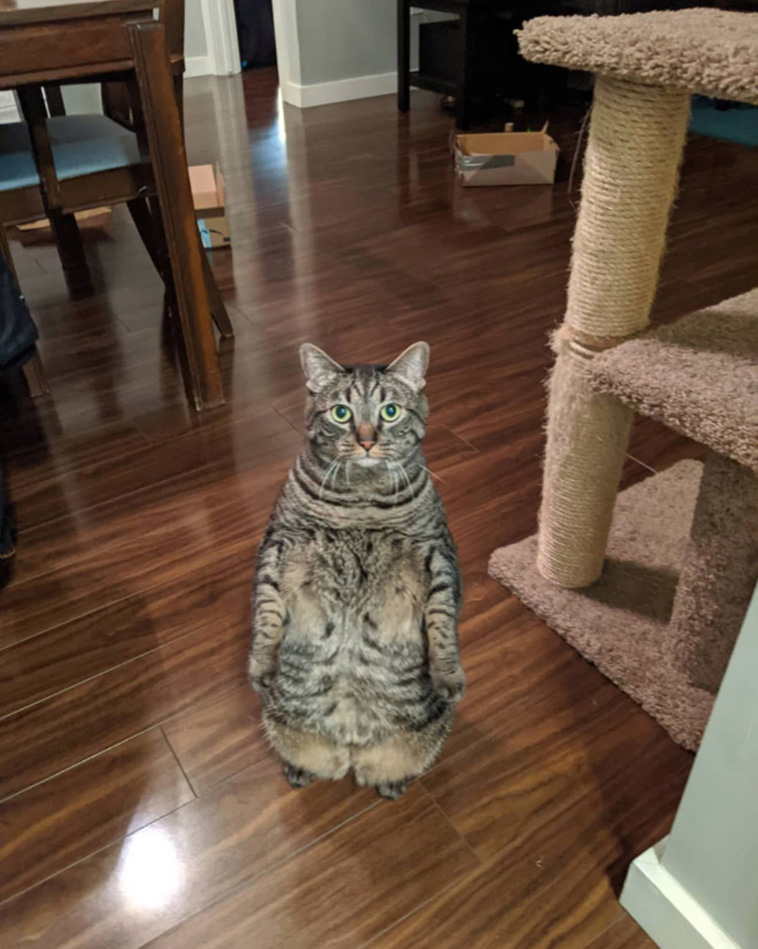 cats penguin
