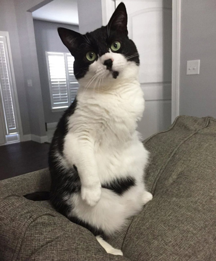 cats penguin