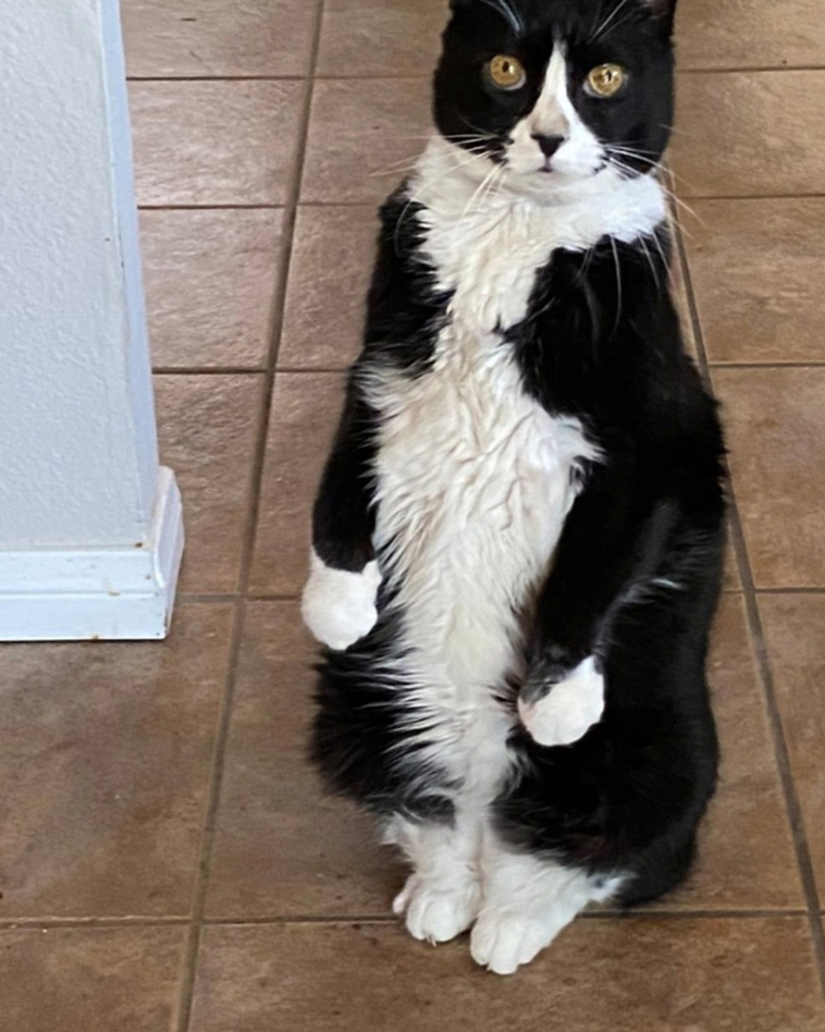 cats penguin