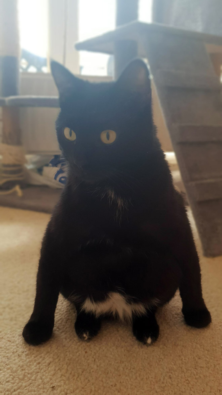 cats penguin