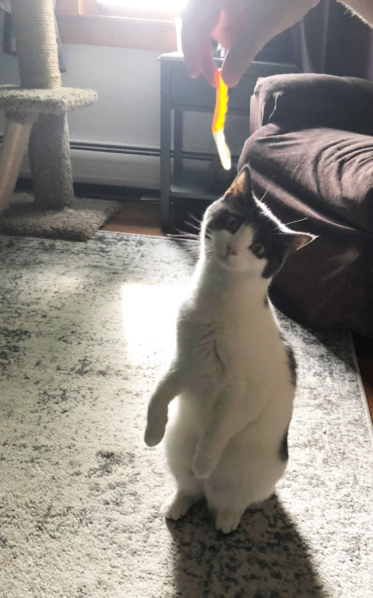 cats penguin