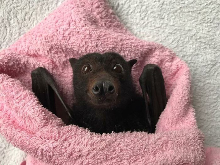 cute bats