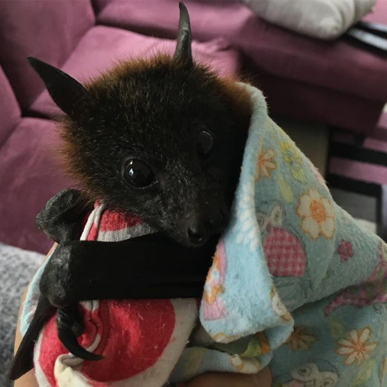 cute bats