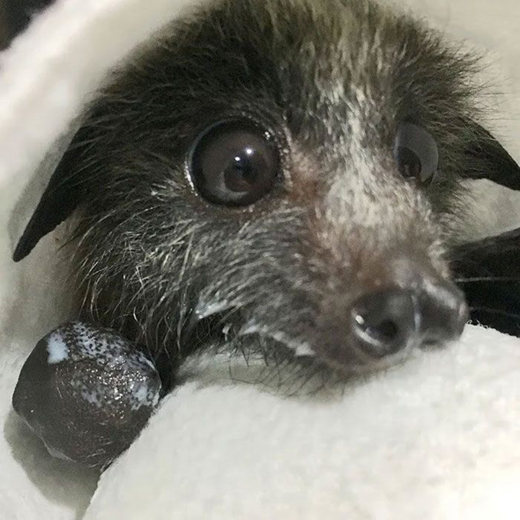 cute bats